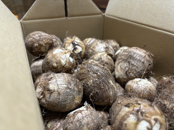 胎内産子宝さといも 里芋 新潟県